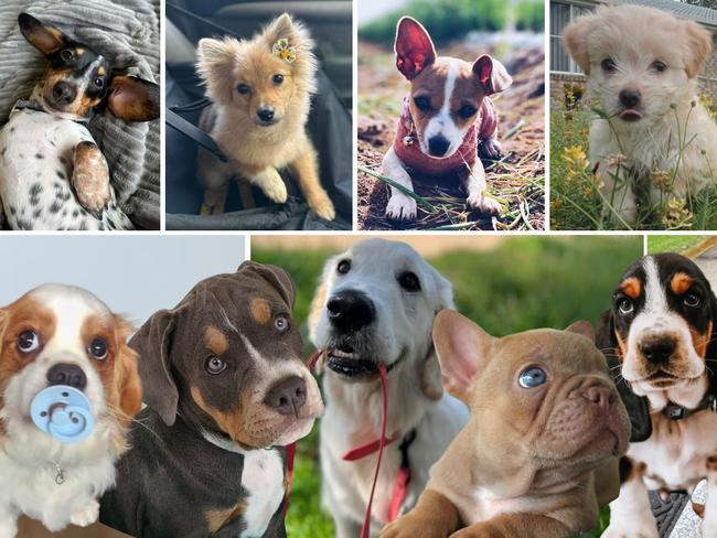 From adorable fur babies to big softie doggos, Fraser Coast’s pups are just too cute to resist. Help search for the region’s cutest puppy of 2024. Look through our gallery and vote.