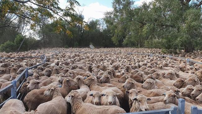 The government has announced plans for an end date to live sheep exports.