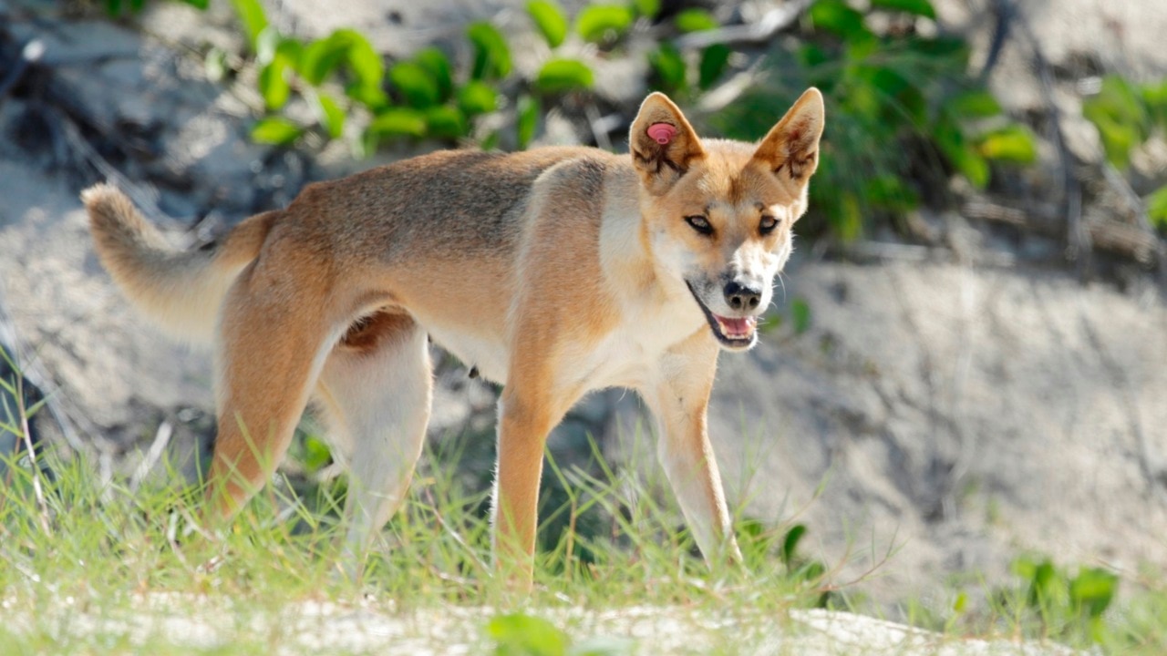 Young boy attacked by dingo at campsite