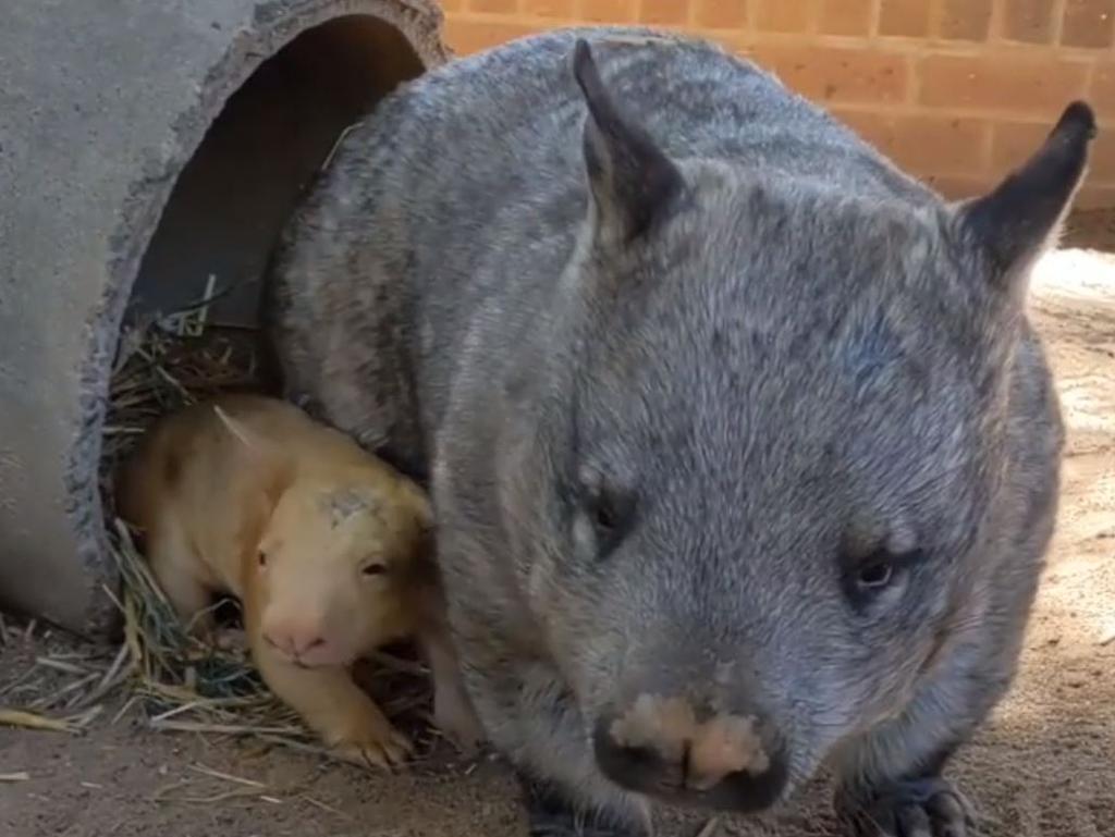 Honey Bun has caused excitement among the park’s keepers. Picture: Instagram/Ballarat Wildlife Park