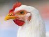 ‘On the front foot’: How scientists are predicting bird flu outbreaks