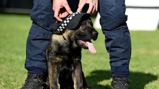 Police dog in training "Bomber" with handler Senior Constable first class Matt Raymond. Picture: Naomi Jellicoe