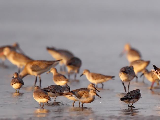 Management of mangroves a ‘clear breach of the Act’