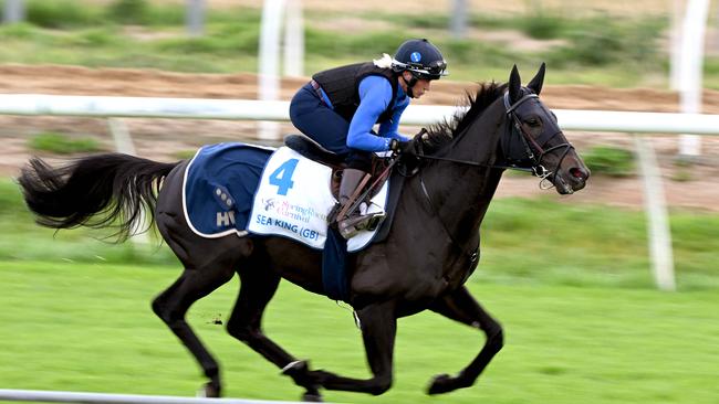 Sea King during trackwork at Werribee Racing Club on Monday. (Photo by William West/AFP)