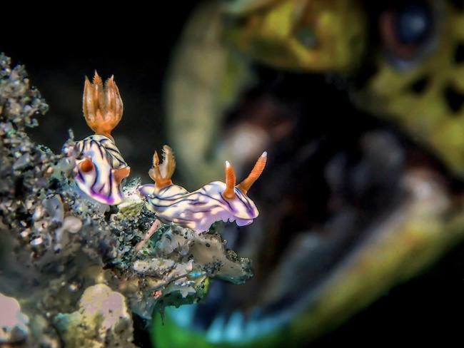 Underwater Photographer of the Year 2018. Category WINNER & Up & Coming Underwater Photographer of the Year Category 8. Up & Coming Credit name: ManBd UiDive/UPY 2018 Nationality: Malaysia Image caption: ROAR Country taken: INDONESIA Location: YOS DIVE LEMBEH HOUSE REEF “When I was shooting this nudibranch a moray eel suddenly appeared out from the blue behind the nudi. I was shocked for a while but decided it would be a great composition. As a few minute flew by to my surprise another nudi appeared right behind the other one maybe to mate. “
