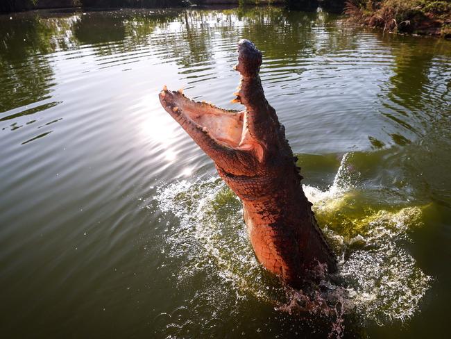 This picture taken on August 30, 2023 shows a crocodile leaping out of the water towards a piece of meat on a stick in a lagoon at Crocodylus Park located on the outskirts of the Northern Territory town of Darwin. Before government protection in the 1970s, an estimated 98 per cent of the wild saltwater crocodile population had disappeared in the Northern Territory, driven by leather demand and culling.Â Now, according to government figures, over 100,000 "salties", which can grow up to six metres long and weigh up to 1,000 kilograms (2,200 pounds), hunt along the coasts, rivers and wetlands of the continent's far north. (Photo by DAVID GRAY / AFP) / To go with AFP story 'AUSTRALIA-ANIMAL-CONSERVATION-TOURISM-FASHION' by ANDREW LEESON