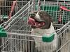‘Disgusting’ act dividing Woolies shoppers