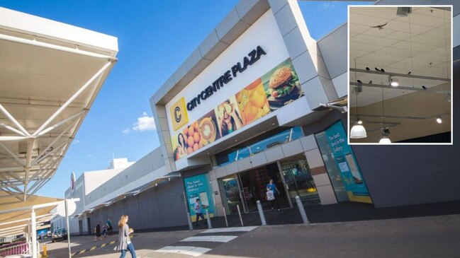 A small flock of swallows have been flying around City Centre Plaza for a number of weeks after being chased into the centre by a "predatory species".