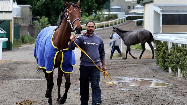 Melbourne Cup runner Dear Demi with strapper Lucky Gurdeep at the Caulfield stables.