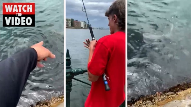 Bull sharks in Sydney Harbour