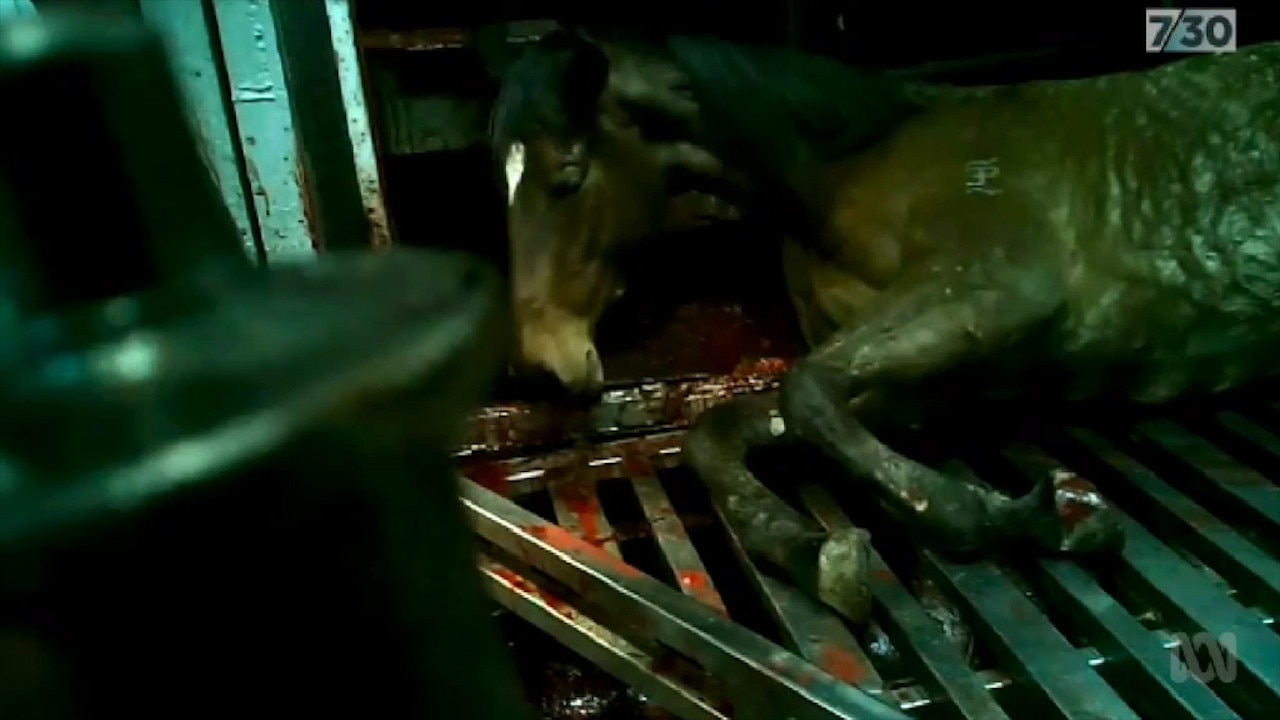 Thousands of thoroughbred racehorses are being sent for slaughter — many abused and inhumanely killed — despite rules preventing just that.