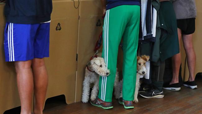 Some furry little friends also heading to the polling booths in Bondi. Picture: Lisa Maree Williams/Getty Images