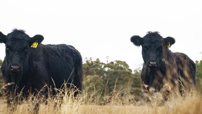 Beef prices might have risen but producer’s returns on assets have waned in the past 20 years, new research shows. Picture: Supplied.