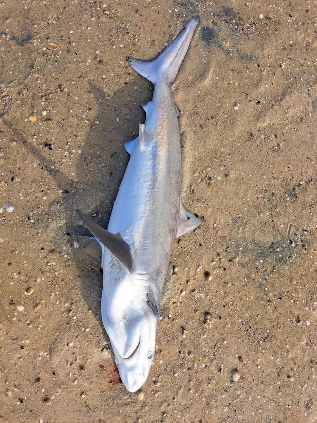 Dead shark linked to the algal bloom. Picture: Supplied