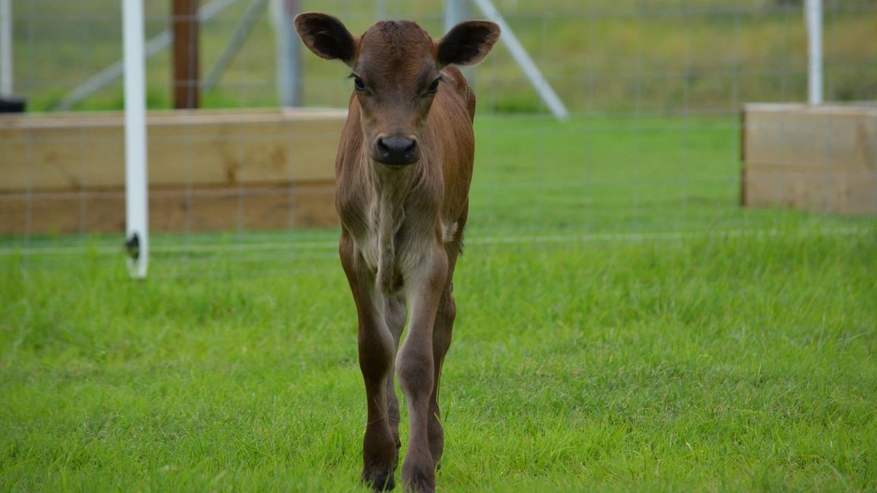 From the Ground Up Wellbeing Farm owner Kamala Paech has started offering animal and nature supported therapy programs for people living with disabilities and mental health.