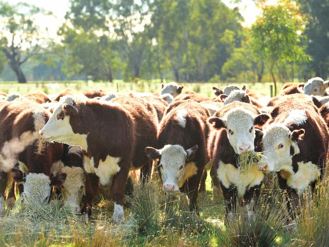 NEWS: Rain at RutherglenNeil and Lorraine Schmidt with their Hereford steers on their farm.Generic cattle. Beef. Hereford.PICTURE: ZOE PHILLIPS