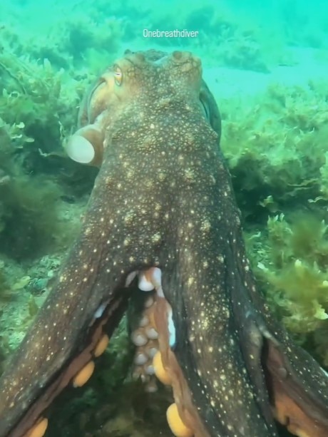 After taking her hand, the huge octopus took off, taking Jules with him. Picture: Jules Casey