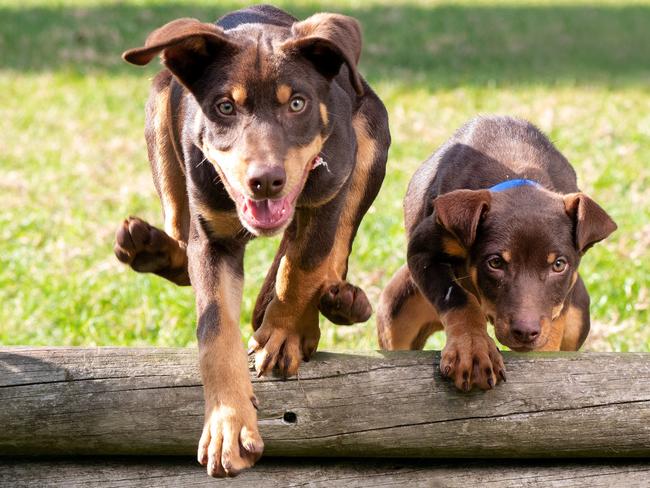 VOTE: Should Magnetic Island get its own fenced dog park?