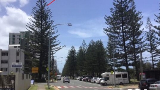 Gold Coast City councillors have voted unanimously to protect the city's second largest Norfolk Pine at Burleigh Heads. Photo from a report submitted to councillors taken at unknown date.