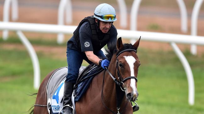 The Ed Dunlop trained Trip to Paris is worked at Werribee racecourse in Melbourne, Monday, Nov. 2, 2015. (AAP Image/Julian Smith) NO ARCHIVING