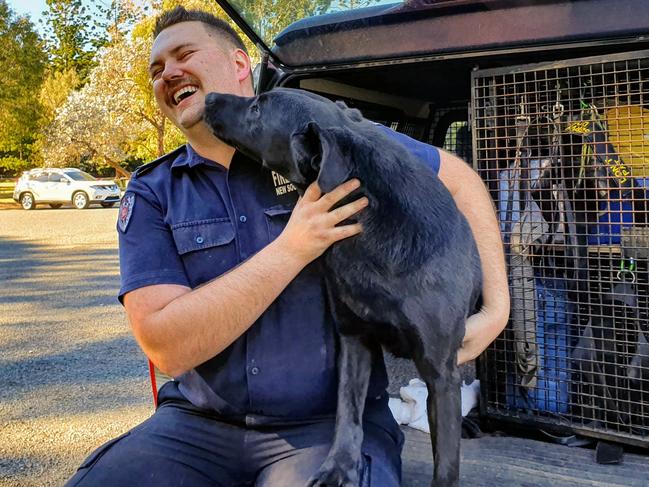 Fire and Rescue NSW Inspector Phil Etienne with labrador Viking. Picture: Gianluca Bertoldi