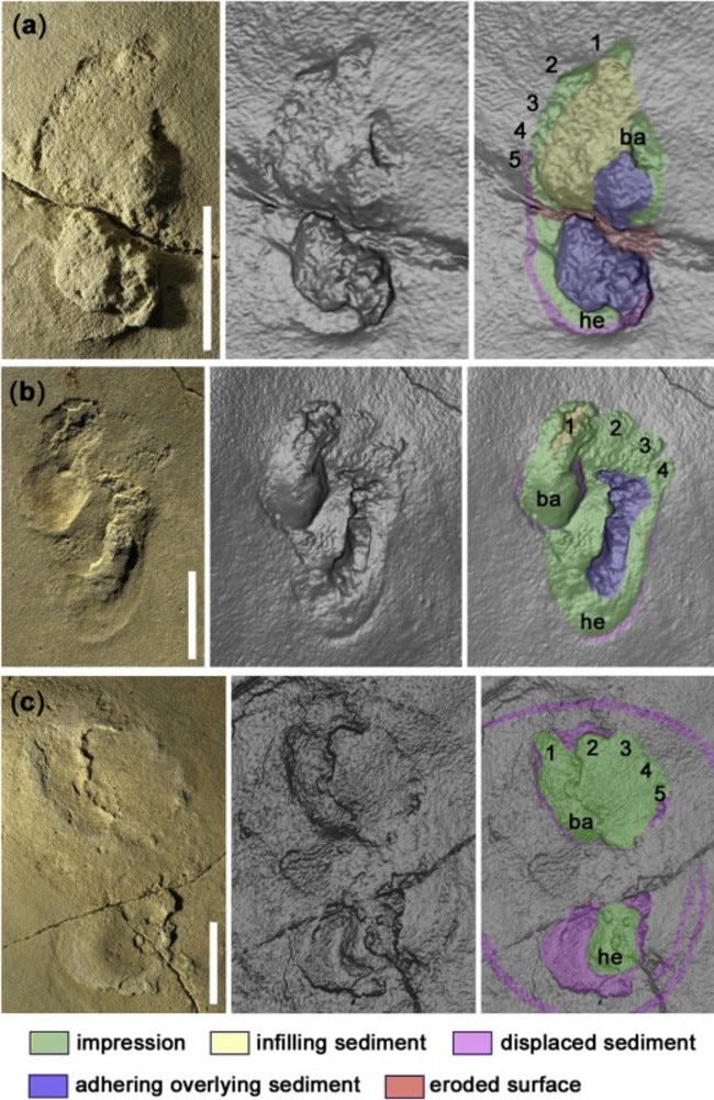 Footprint Find On Crete May Push Back Date Humans Walked Upright | News ...