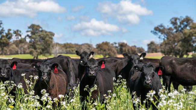 Allanvale, near Avenel, is home to 350 cows plus followers.