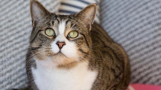 Ootsi the cat who steal things | Daily Telegraph