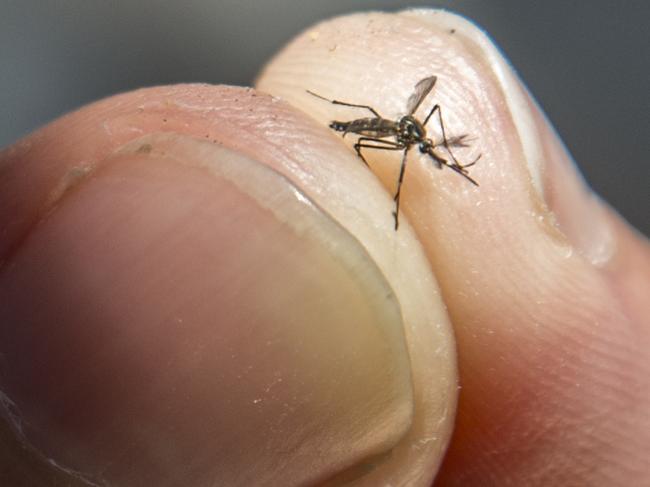 State’s major warning over mozzie risk