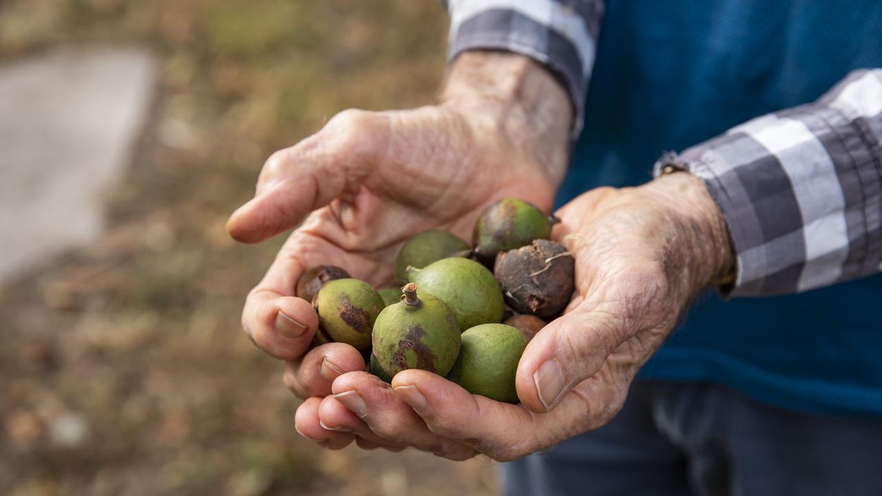 Australian Macadamias will be giving away prizes on their social media channels today to celebrate World Macadamia Nut Day. Picture: Mark Cranitch.