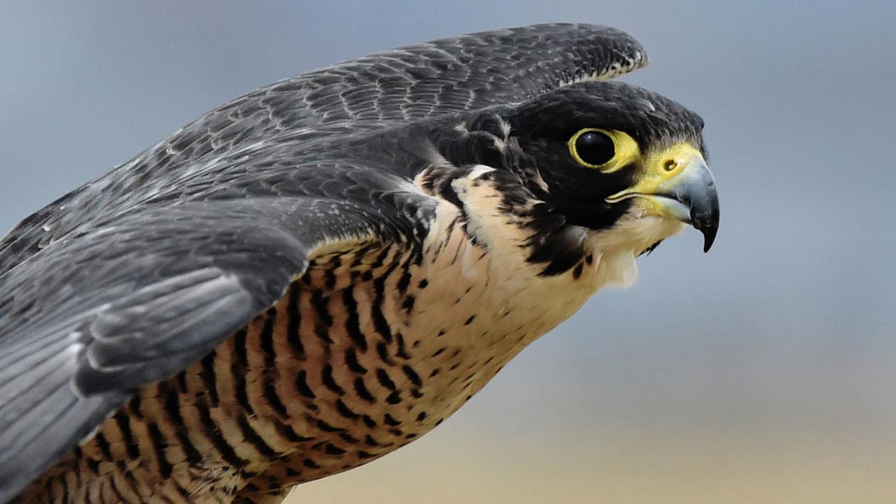 Sadness for Melbourne's high-rise falcon family as eggs deemed not viable -  ABC News