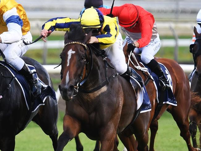 Molly Bloom, ridden by Blake Shinn, wins the Group 2 Hallmark Stud Eight Carat Classic at Pukekohe on Boxing Day 2023. Picture: Kenton Wright/Race Images