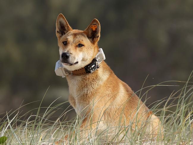 A dingo collared with a GPS tracker by Rangers on K’gari. Picture: Liam Kidston