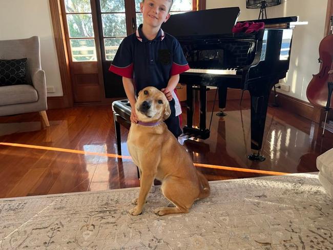 Alek Lacey, 8, with Baz the Huntaway Kelpie cross, 2, who is credited with helping save Alek's grandmother's life. He was on death row with a different rescue group only weeks earlier. Picture: Lacey family