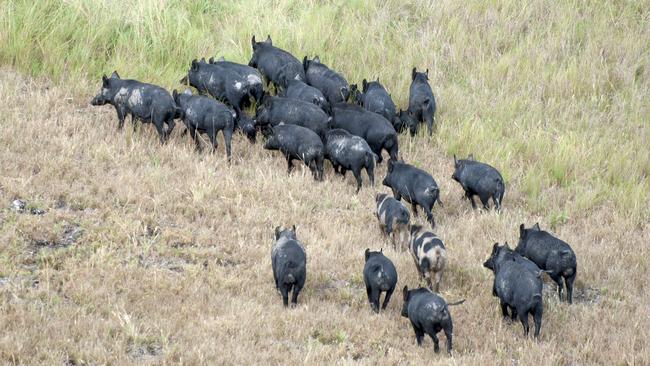 Feral pigs on the march in NSW.