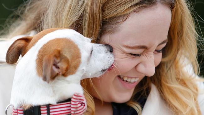 EMBARGOED .. DO NOT USE WITHOUT SPEAKING TO Daily Telegraph Online Picture Editor, Nicholas Eagar .. Henry the Jack Russell Terrier is a Delta Society Therapy dog volunteer and volunteers along with his owner Elle Morgan-Thomas. Elle and Henry volunteer every Saturday at the nearby nursing home, Opal Windward Manor. Pic: Luke Drew