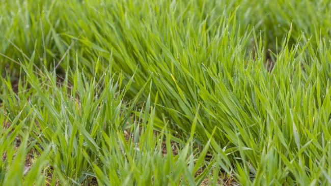 Barley thriving at Raywood near Bendigo. Picture: Zoe Phillips