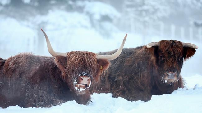 Highland cows sit in a snow-covered field in Lumsden, Scotland, following the coldest night of winter so far. Picture: Getty Images