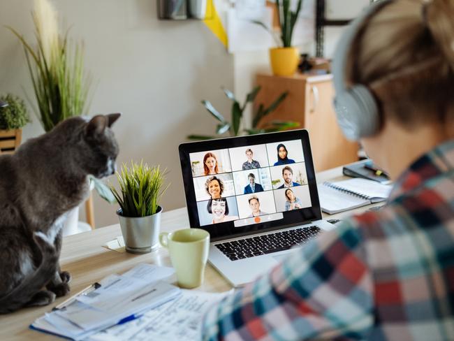 Generic work from home photo for SAWeekend. Portrait of modern woman at home teleconferencing with colleagues while cuddling her cat. Picture: iStock