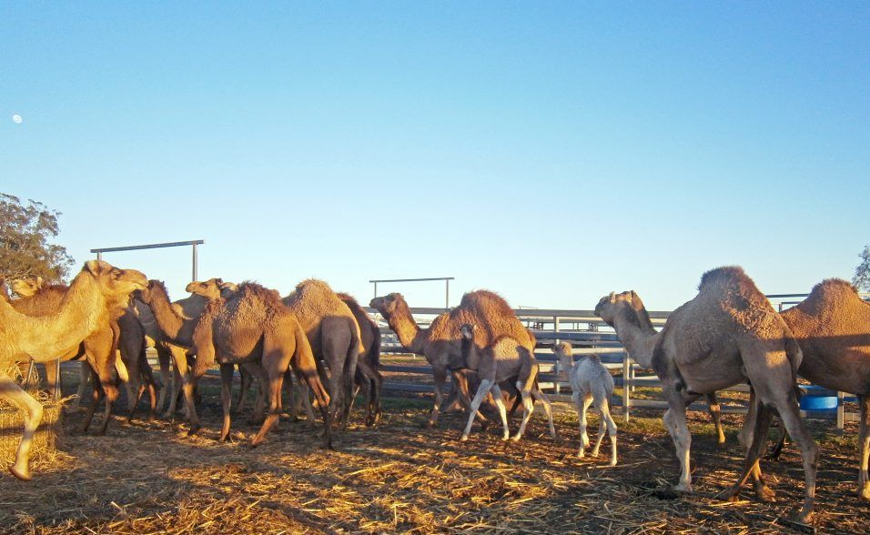 Ships of the desert head to region The Courier Mail