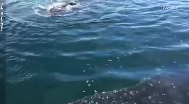 A pod of humpback whales put on a show for Victoria Water Police in Port Phillip Bay