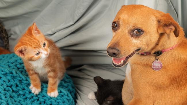 Queensland landlords will no longer be able to advertise a property with a blanket pet ban. Picture: Tony Gough