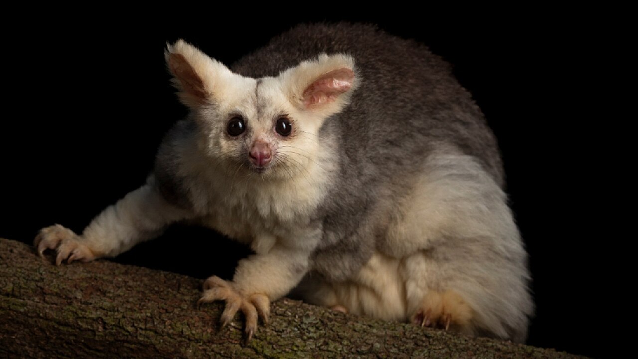 The endangered Greater Glider will lose habitat with the building of the $1bn Winchester South mine in the Bowen Basin. Picture: Supplied