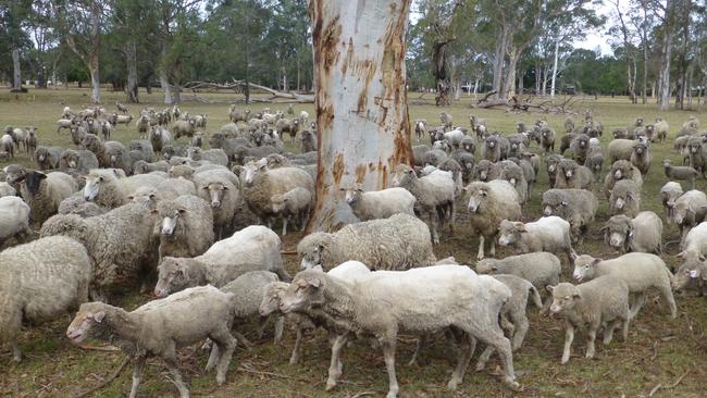 Some of the sheep grazing seen recently at the old Riverlands Golf Course. Courtesy: Colin Gibson/Bankstown Bushland Society