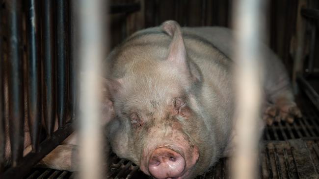 Pig industry leader David Wright is accused of pig cruelty despite speaking at a parliamentary inquiry last year. The footage, which was captured in the months following the inquiry hearings, shows sows confined to small cages on Mr Wrightâs farm with painful, infected pressure sores and debilitating wounds. The footage also shows dozens of stillborn piglets, as well as sick, weak and dying piglets suffering in farrowing crates