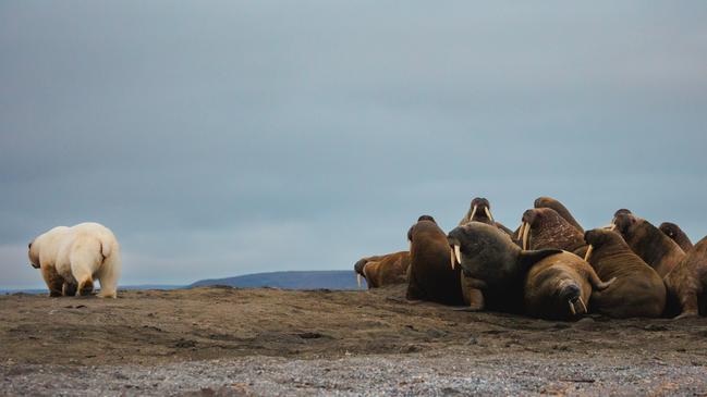 A well-fed male bear cautiously surveys a walrus colony before wisely retreating. Picture: Elodie Ruelleux-Dagorne