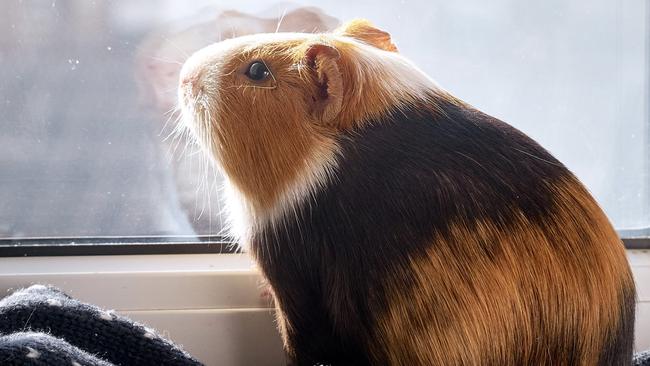 Guniea pig, Getty pic.