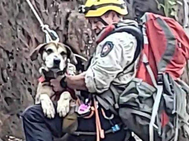 Incredible pictures show dog rescue from mountain cliff edge