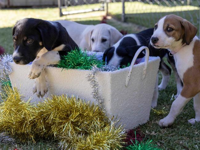 December 18, 2024: Dog Rescue group Scruffer Lovers Inc have a litter of Golden Retriever Cross puppies , all named with a xmas theme. Grinch , Faith , Elf and Holly . Picture: Kelly Barnes