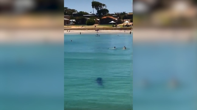 HT Shark spotted at Dongara, WA